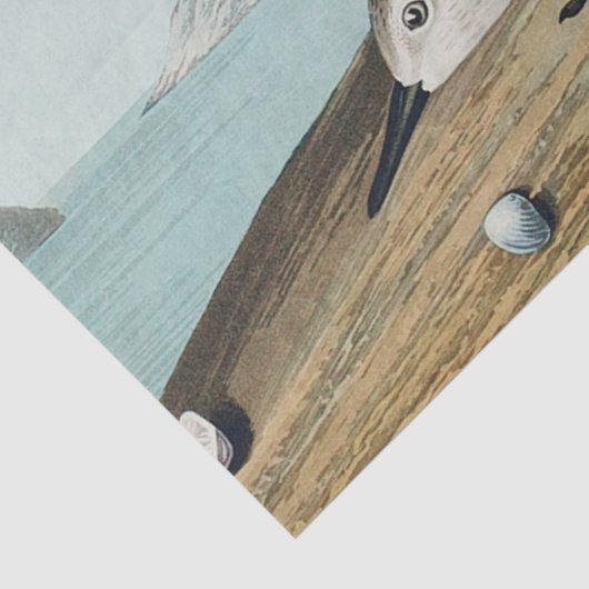 coastal audobon sanderling gulls tissue paper seidenpapier (Ausschnitt)