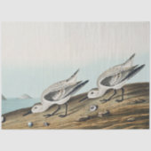 coastal audobon sanderling gulls tissue paper seidenpapier (Vorderseite)