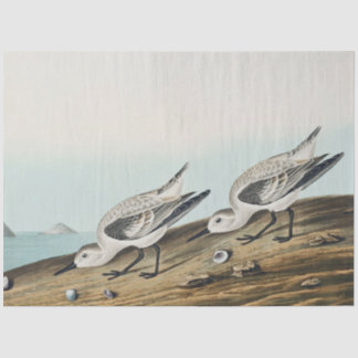 coastal audobon sanderling gulls tissue paper seidenpapier
