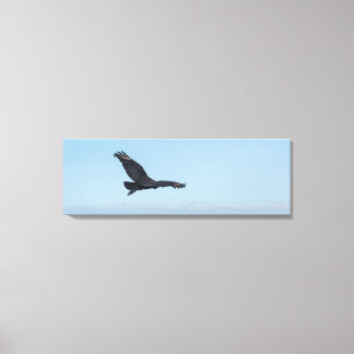 Coastal Black Vulture in Flight Over Ocean Rocks Leinwanddruck