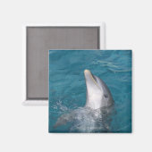 Coastal Bottlenose Dolphin Magnet (Vorderseite/Rückseite)