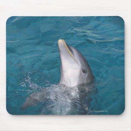 Coastal Bottlenose Dolphin Mousepad (Vorne)