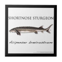 COASTER - STURGEON FISH SHORTNOSE - acigifts@yahoo Fliese