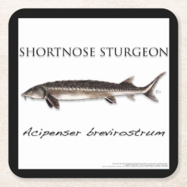 COASTER - STURGEON FISH SHORTNOSE - acigifts@yahoo Rechteckiger Pappuntersetzer