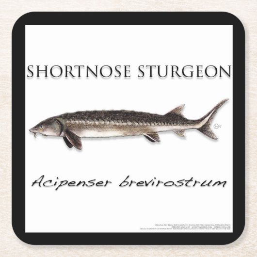 COASTER - STURGEON FISH SHORTNOSE - acigifts@yahoo Rechteckiger Pappuntersetzer (Vorderseite)