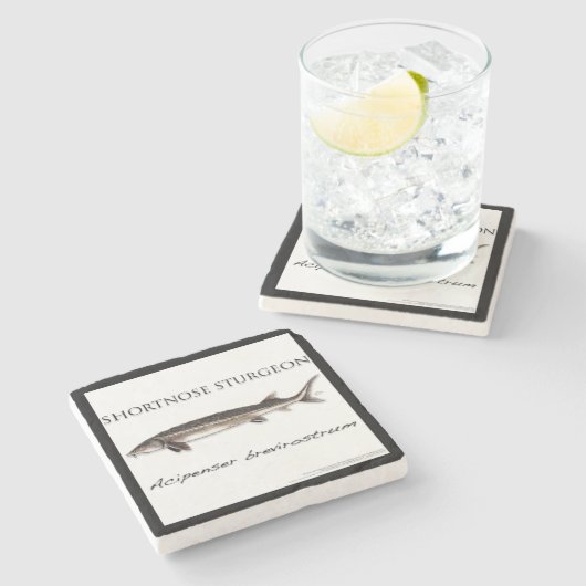 COASTER - STURGEON SHORTNOSE - acigifts@yahoo.com Steinuntersetzer (Seitenansicht)