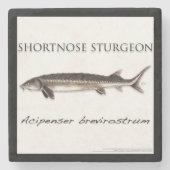 COASTER - STURGEON SHORTNOSE - acigifts@yahoo.com Steinuntersetzer (Vorderseite)