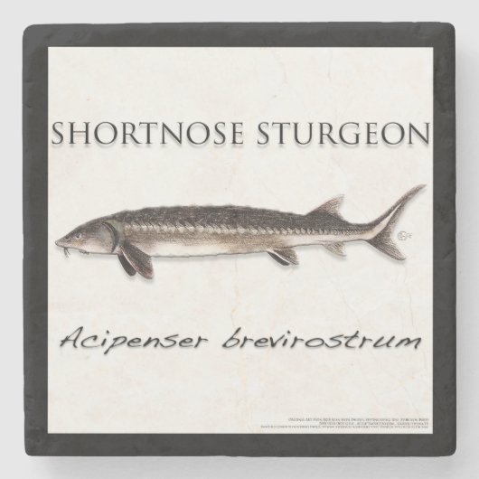 COASTER - STURGEON SHORTNOSE - acigifts@yahoo.com Steinuntersetzer (Vorderseite)
