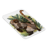 Coatamundi oder Weißnasen-Coati Magnet (Rechte Seite)