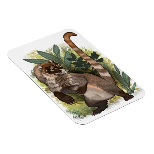 Coatamundi oder Weißnasen-Coati Magnet (Rechte Seite)