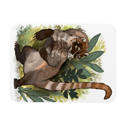 Coatamundi oder Weißnasen-Coati Magnet (Horizontal)