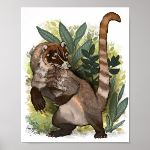 Coatamundi oder Weißnasen-Coati Poster