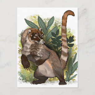 Coatamundi oder Weißnasen-Coati Postkarte