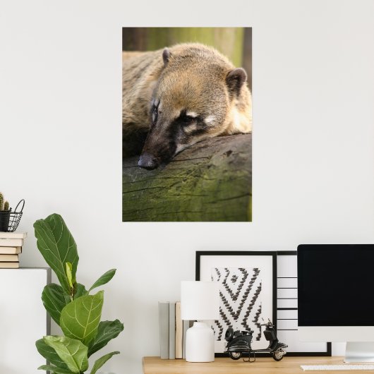 Coati Closeup Poster (Heimbüro)