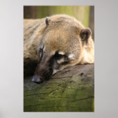 Coati Closeup Poster (Vorne)