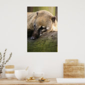 Coati Closeup Poster (Küche)