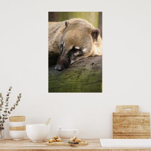 Coati Closeup Poster (Küche)