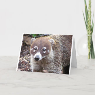 Coati Greeting Card Karte