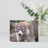 Coati Postcard Postkarte (Stehend Vorderseite)