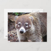 Coati Postcard Postkarte (Vorne/Hinten)
