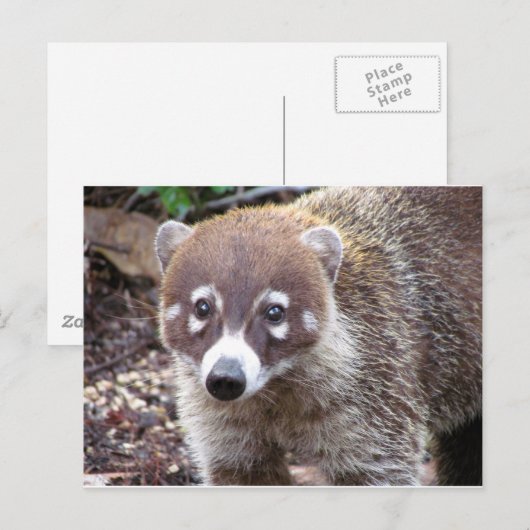 Coati Postcard Postkarte (Vorne/Hinten)
