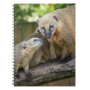 Coati-Welpe teilt einen zärtlichen Moment mit sein Notizblock