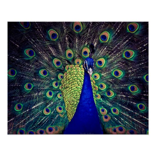 Cobalt Blue Peacock Faltenkarte Poster (Vorderseite)