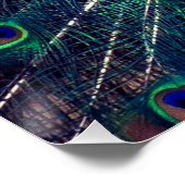 Cobalt Blue Peacock Faltenkarte Poster (Ecke)