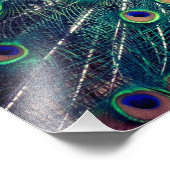 Cobalt Blue Peacock Fotodruck (Ecke)