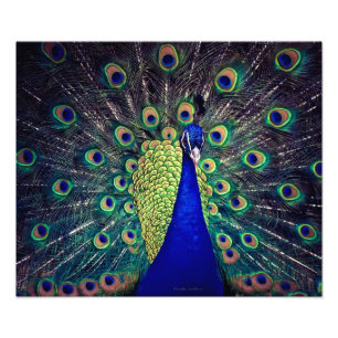 Cobalt Blue Peacock Fotodruck