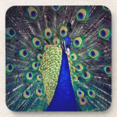 Cobalt Blue Peacock Getränkeuntersetzer (Vorderseite)