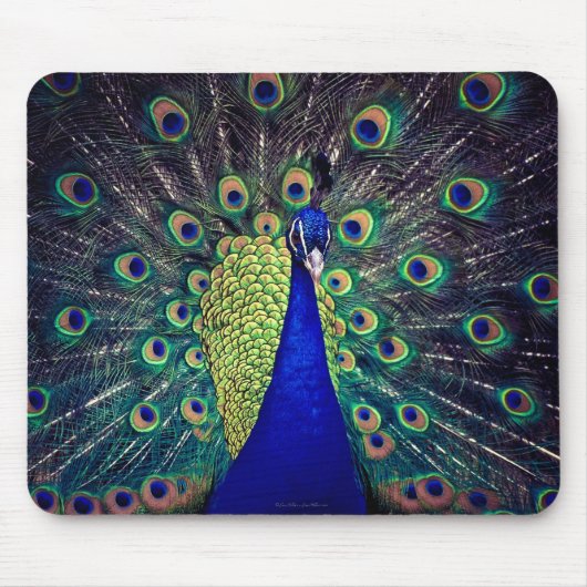 Cobalt Blue Peacock Mousepad (Vorne)
