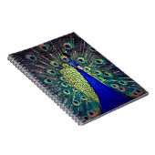 Cobalt Blue Peacock Notizblock (Rechte Seite)