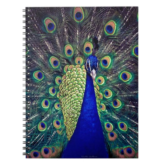 Cobalt Blue Peacock Notizblock (Vorderseite)