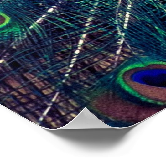 Cobalt Blue Peacock Poster (Ecke)