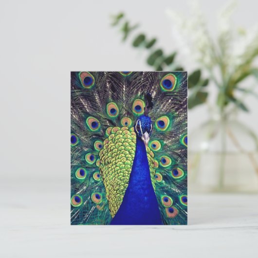 Cobalt Blue Peacock Postkarte (Stehend Vorderseite)