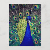 Cobalt Blue Peacock Postkarte (Vorderseite)