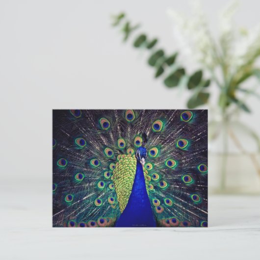 Cobalt Blue Peacock Postkarte (Stehend Vorderseite)