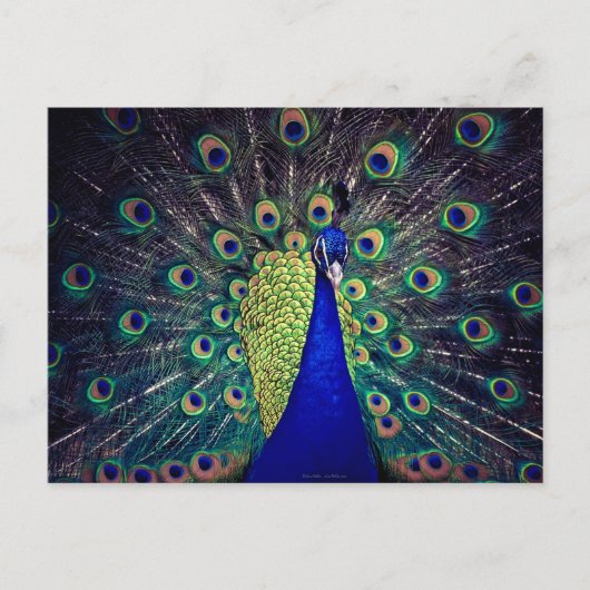 Cobalt Blue Peacock Postkarte (Vorderseite)
