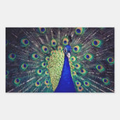 Cobalt Blue Peacock Rechteckiger Aufkleber (Vorderseite)