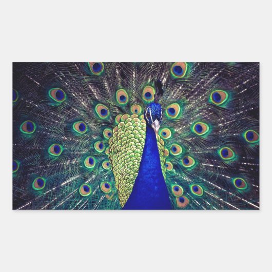 Cobalt Blue Peacock Rechteckiger Aufkleber (Vorderseite)