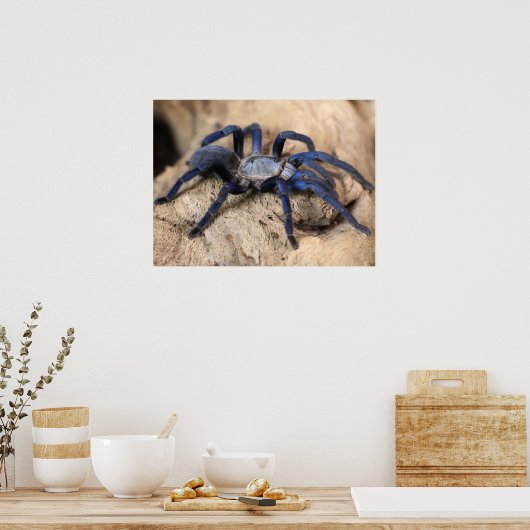 Cobalt Blue Tarantula Spider Poster (Küche)