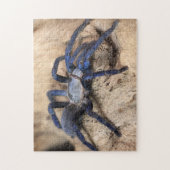 Cobalt Blue Tarantula Spider Puzzle (Vertikal)