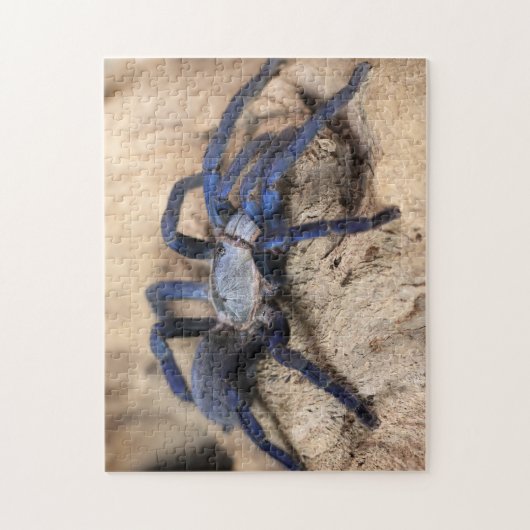 Cobalt Blue Tarantula Spider Puzzle (Vertikal)