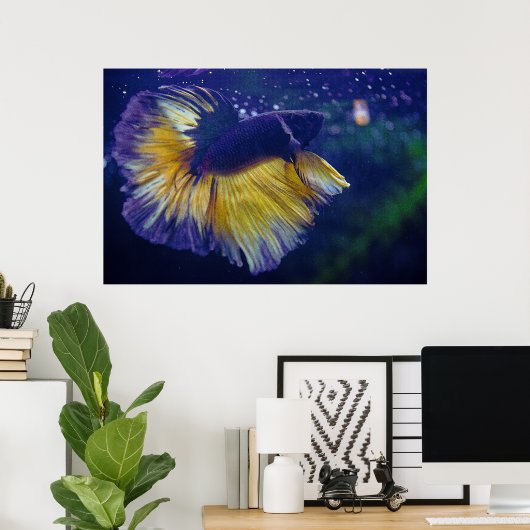 Cobalt Male Betta Premium Poster (Heimbüro)