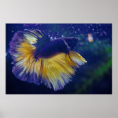 Cobalt Male Betta Premium Poster (Vorne)