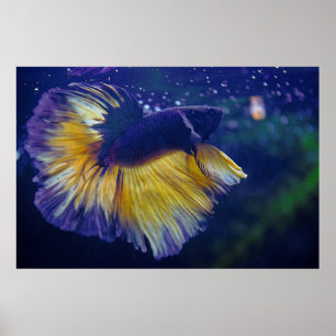 Cobalt Male Betta Premium Poster