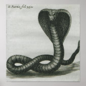 Cobra Poster (Vorne)