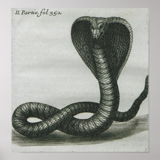 Cobra Poster (Vorne)