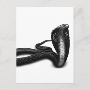Cobra Postkarte